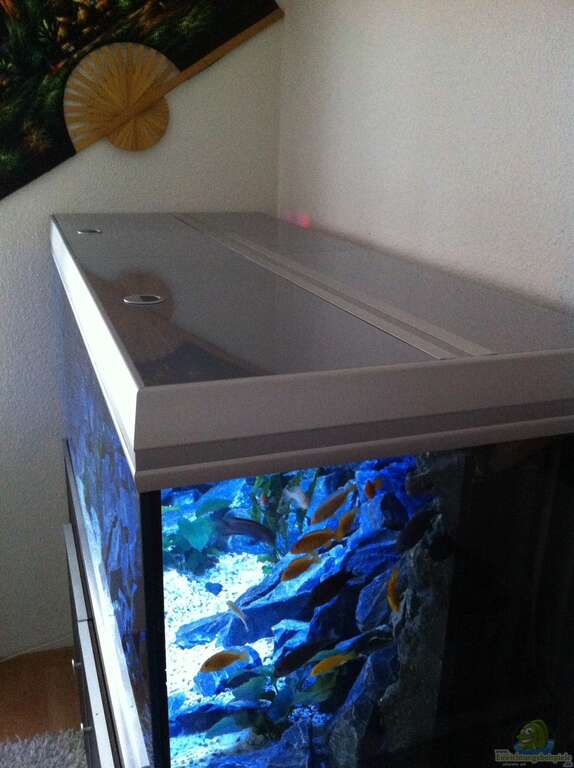 Aquarien als Hobby für Individualisten