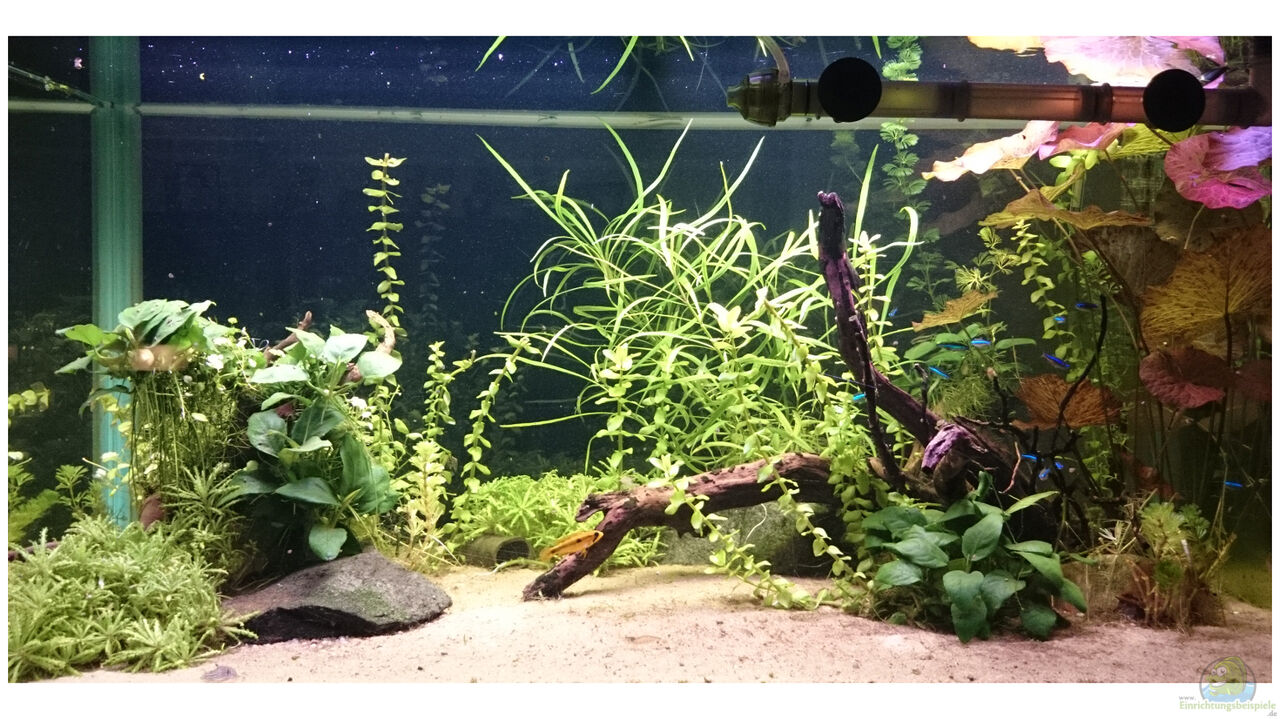 Aquarium von Schnuppe: Südamerika Becken