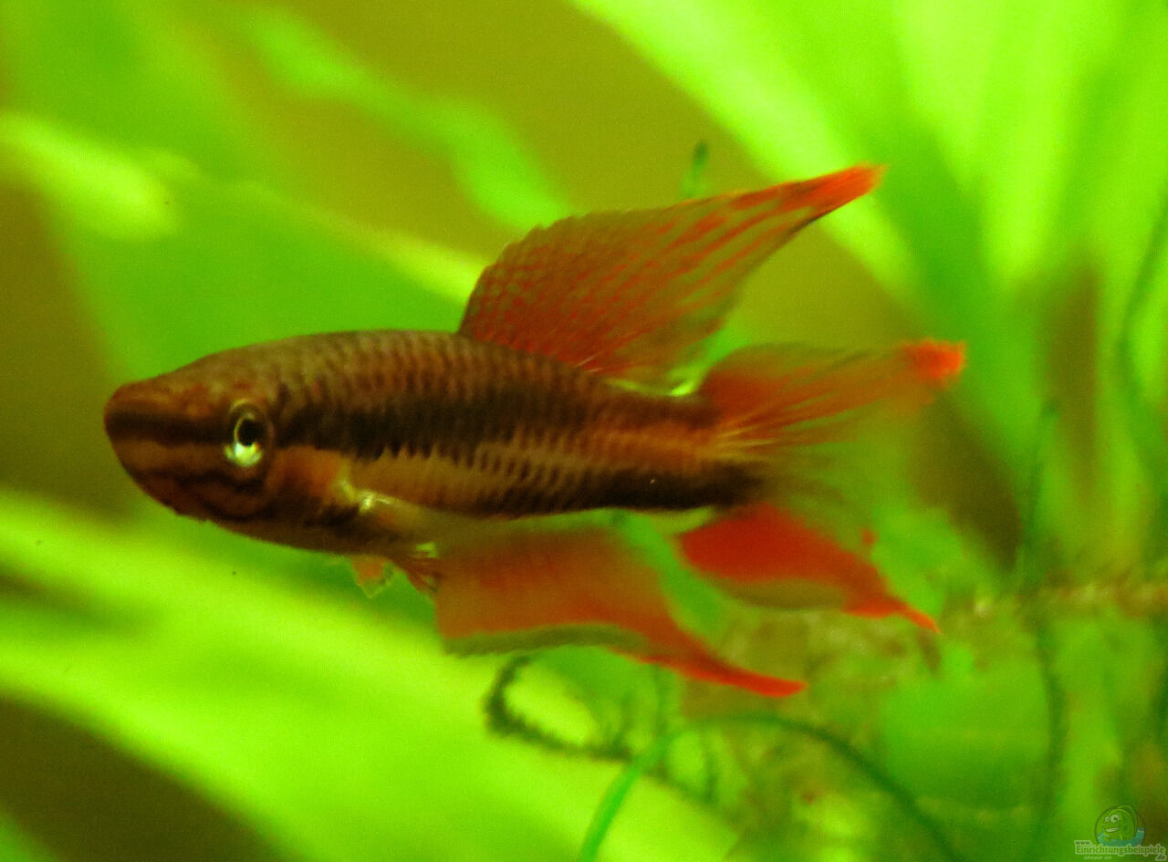 Aphyosemion bivittatum aus Killifische mit Gesellschaft von misch