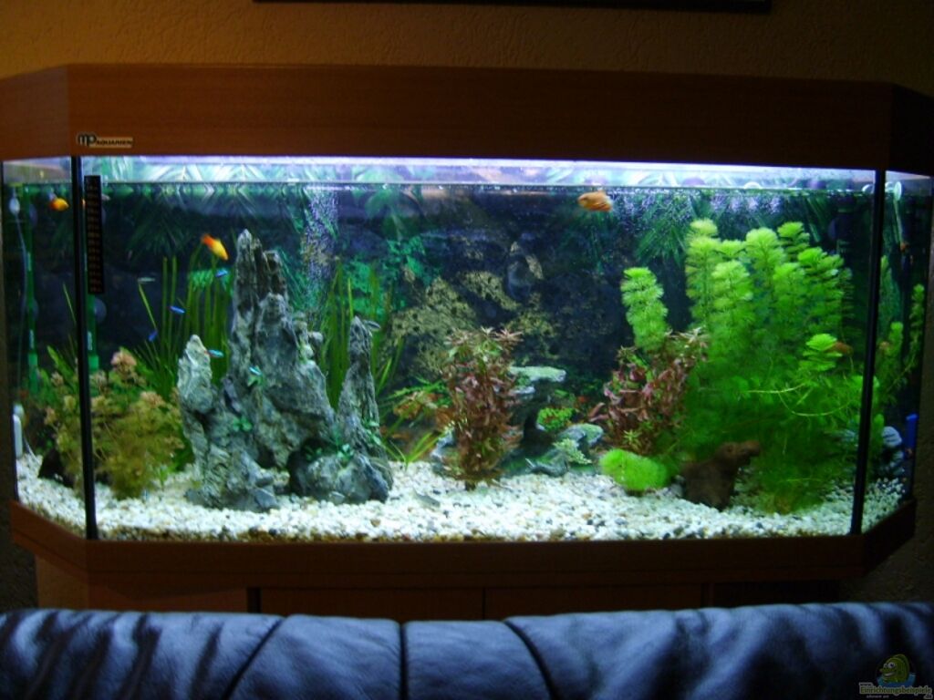 Online Spiel Aquarium Einrichten