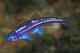Regenbogenelritze Notropis Chrosomus Rainbowshiner Perlmuttfisch