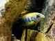Labidochromis hongi `red top`
