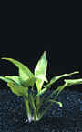 5 + 1 Angebot ! ! nur solange Vorrat reicht !!Cryptocoryne pontederiifolia