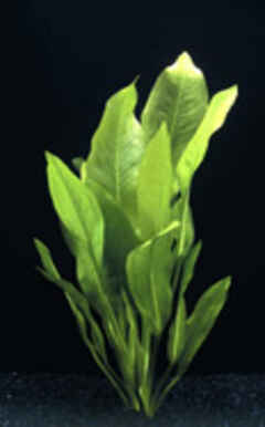 5 + 1 Angebot ! ! nur solange Vorrat reicht !!Echinodorus bleheri