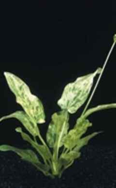 Echinodorus marble queen