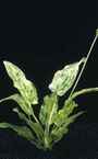 Echinodorus marble queen