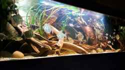 Video Amazon biotope aquarium von Agua viva (7Q_Si3as7gs)
