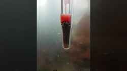 Video Artemia in 7 Liter von Kevin Engelsberger (RNc54FMpTl0)