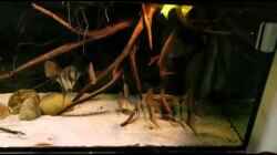 Video Südamerika biotop Aquarium von Der Fischer (gMughtUQcgE)