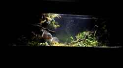 Video Piranha feeding von Cariba (jJRP0PhD1_E)