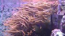 Video anemonen von Daniel Winkler (stu718ZKRHE)