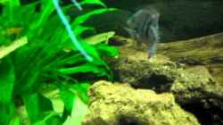 Video aquarium von Christian Fries (xegPQfazePo)