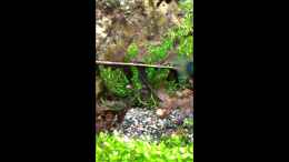 Video Futterneid der kleinen Kugelfische :-) von Steffi scaped (7CE_KcCeboY)