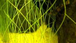 Video Corydoras habrosus - Paracaridina sp. "Camouflage" von Benjamin Hamann (F2y9B915OpI)