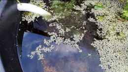 Video Medaka 1-6 Wochen alt im Teich von okefenokee (Raynx28gjfU)