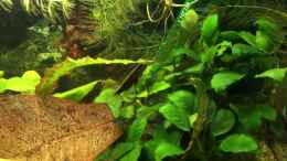 Video Pelvicachromis sacrimontis RED - Kindergarten-Ausflug von Helga Kury (wZbNL5do2mg)