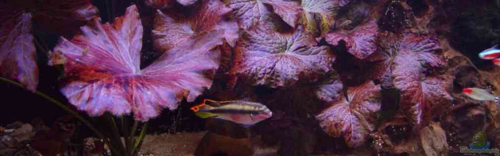 Exemple Nombre 15585