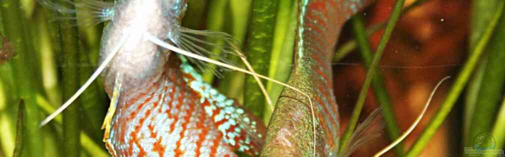 Exemple Nombre 16286