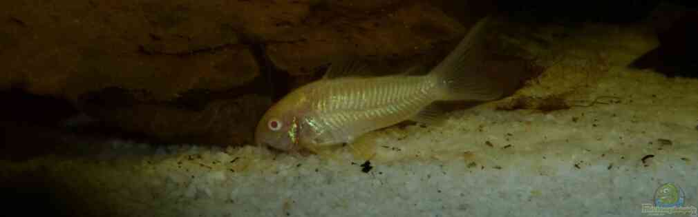 Ejemplo n 20440