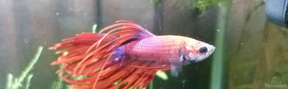 Exemple Nombre 22868