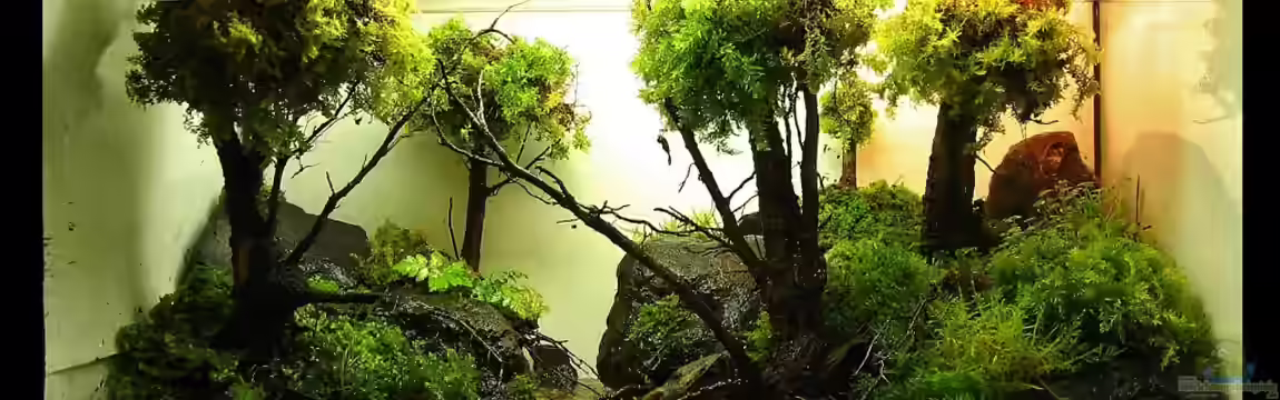 'Mossy Forest' Paludarium von Aquascaping&Landscaping