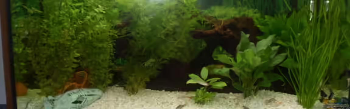 1. AQ Juwel Rio 125 von Timmmm