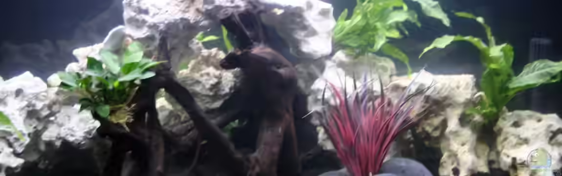 1. Aquarium (Malawi) von Marion Ptock