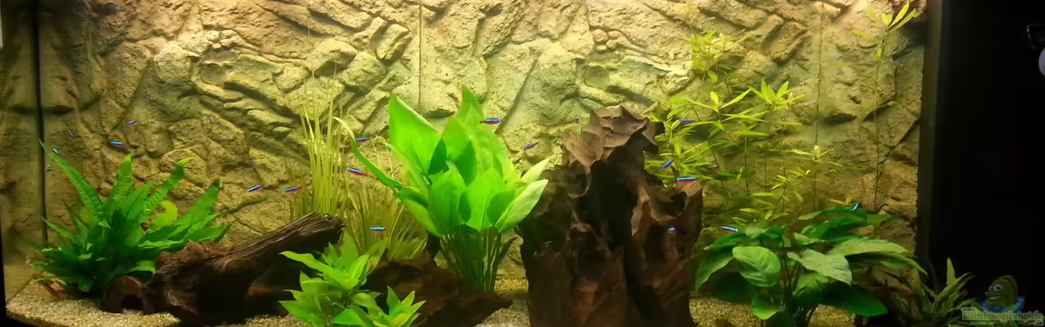 1 Aquarium von Alexander Moser