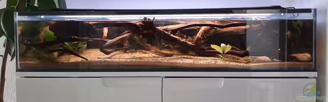 100cm Flussufer Mato Grosso von Berlin42