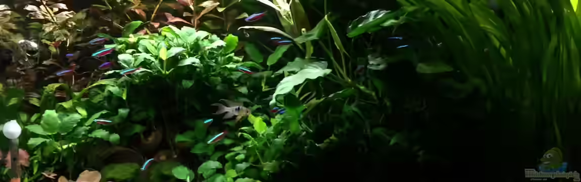 125l-Gesellschaftsbecken von Yasmine