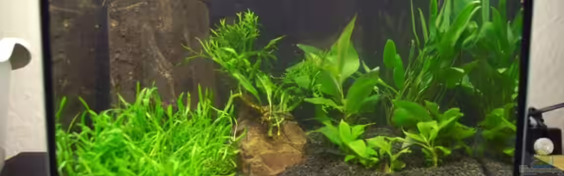 12l für PHS von Emma