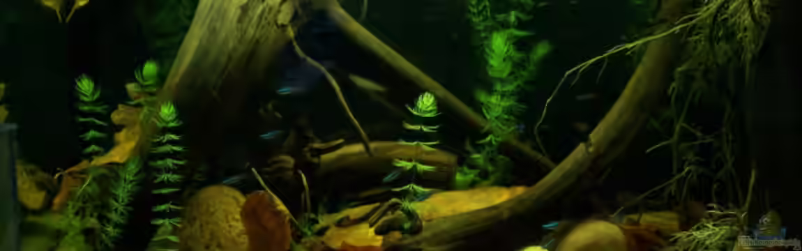 130l Südamerika von Tom Rudolph