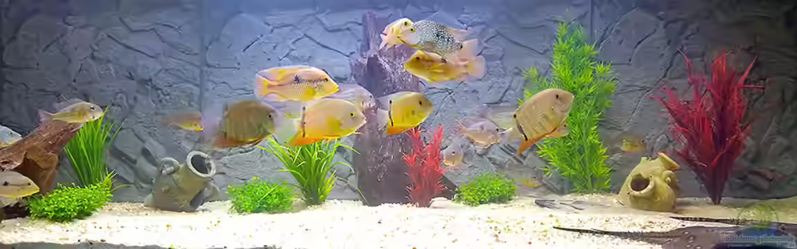 1344 Liter - Südamerikabecken von Bjoern Buenger