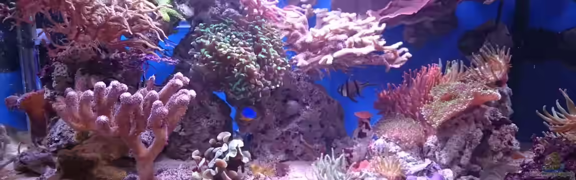 140 Liter Meerwasseraquarium von WittaMine