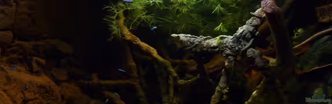 190er Roots & stones von Steffen S.