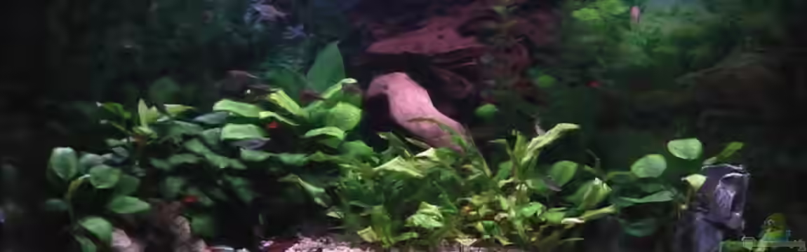 190Liter Mittelamerika Becken (nur noch Beispiel) von Trooper