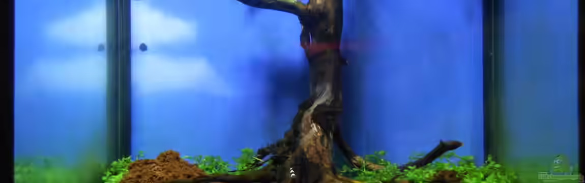 2,25 Liter Nano Becken von Mr. K.