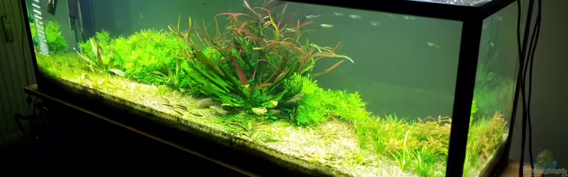 2 m akva stabil von into the green