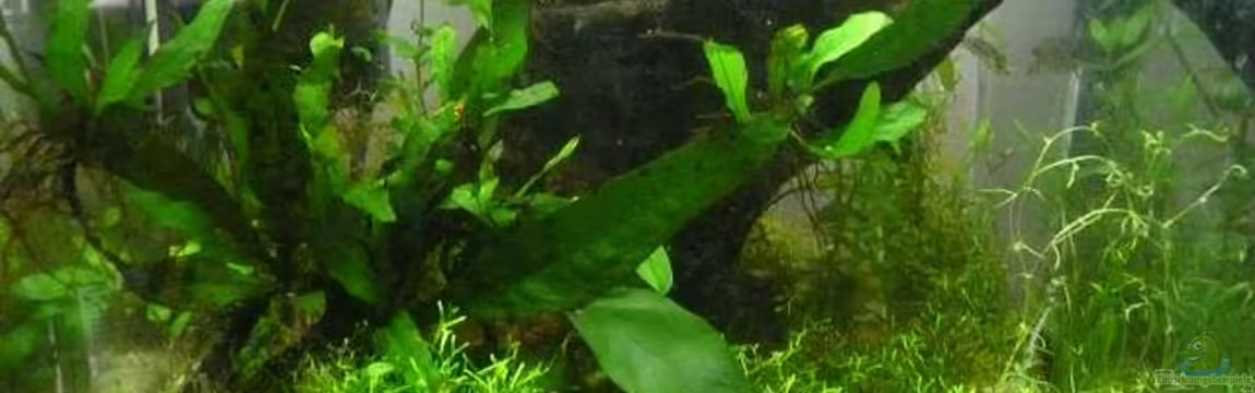 20 Liter Nano Cube von Dana