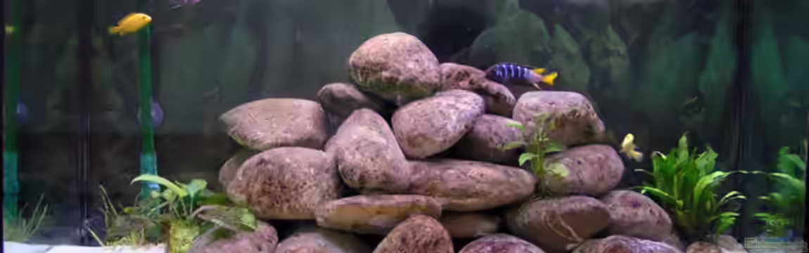 200 l Malawibecken von Christoph Winter