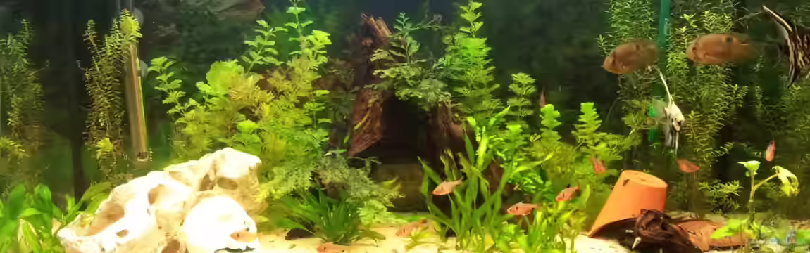 200 Liter Gesellschaftsbecken von WittaMine