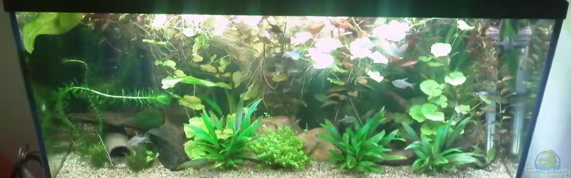 200l-Americana von puschel78