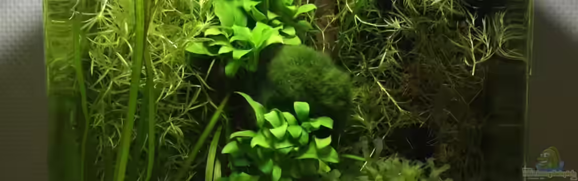 20l Garnelenbecken von Yasmine