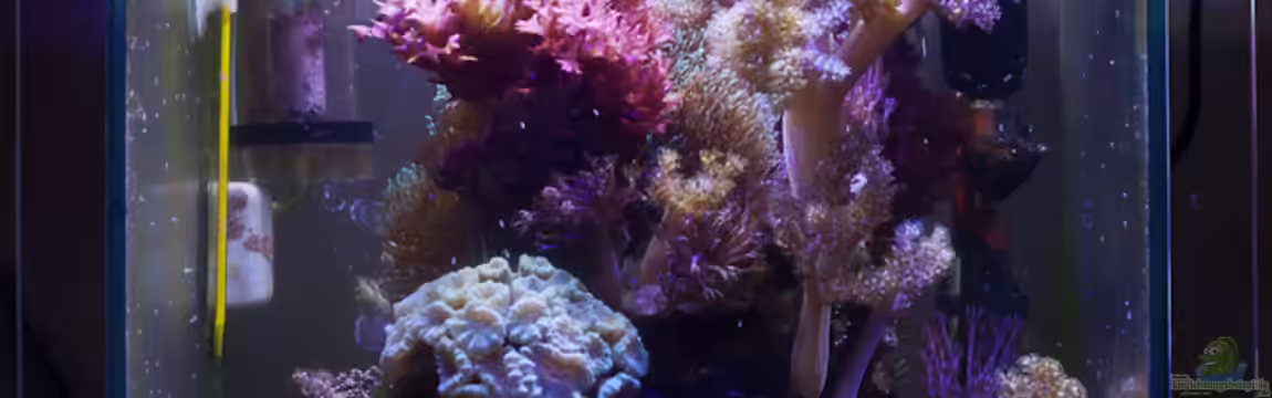 22,5 Liter Eigenbau Nano von starhopper