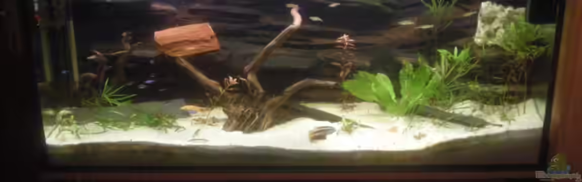 240 liter Gesellschaftsbecken von Jermaine Manassee