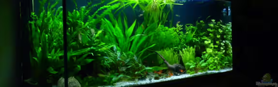 240er von Steffen S.