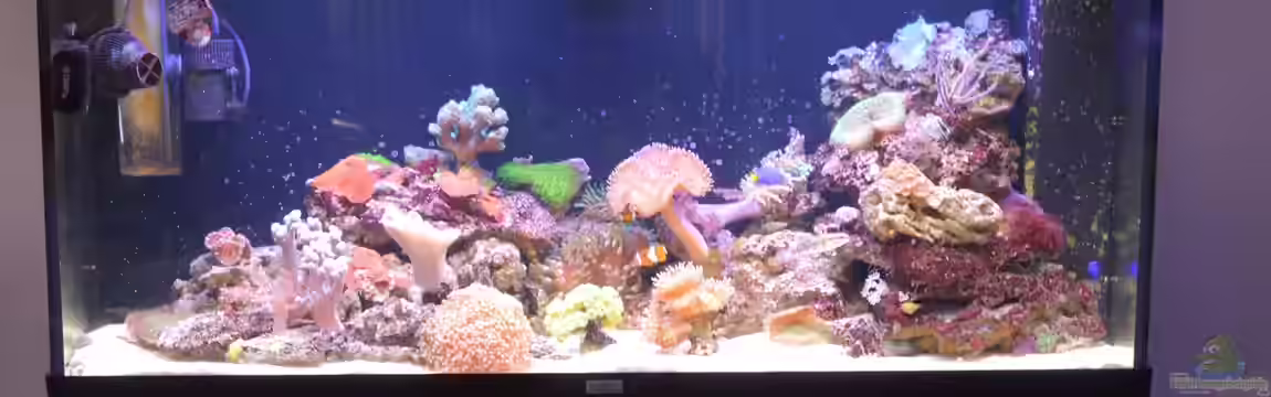 240l Meerwasser Anemonen/Weichkorallen Becken von Brookshaw