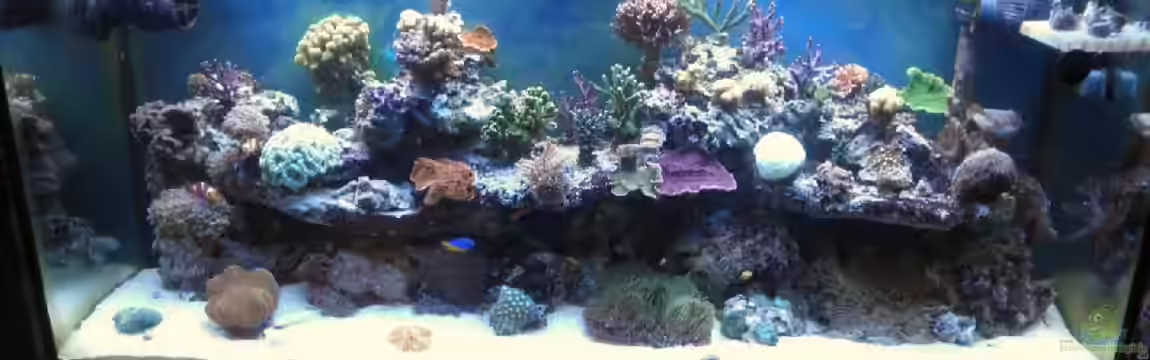 250l Meerwasser Becken von Deadfox