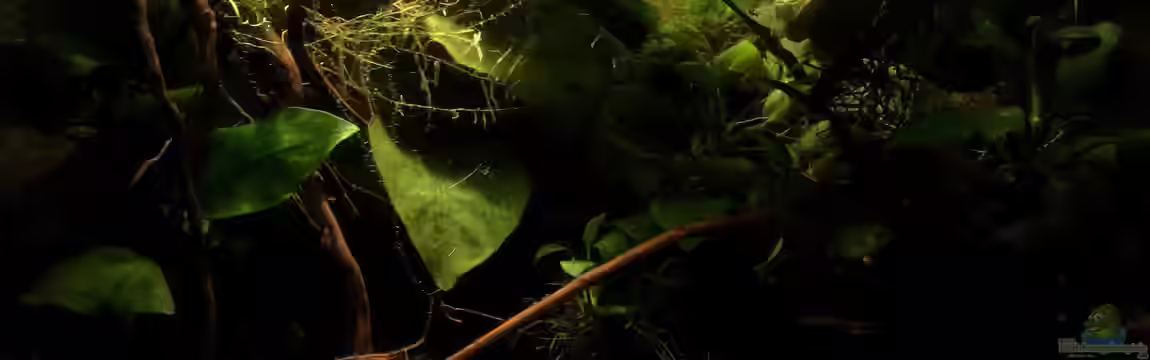 25l Betta sp. Riau „ApiApi“ von Jaenu00