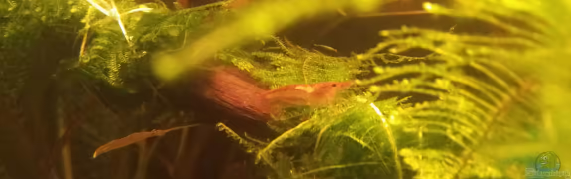 25l Boraras von A. Twele